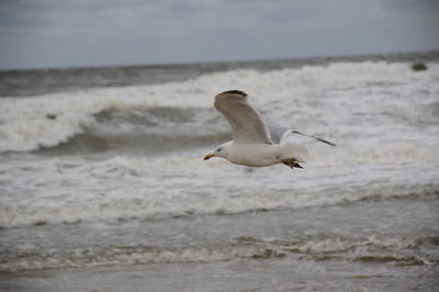 Seagull flying over sea