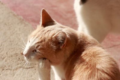 Close-up of a cat