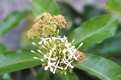 Close-up of flowering plant