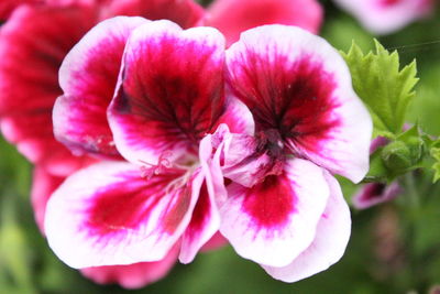 Close-up of pink flowers blooming outdoors