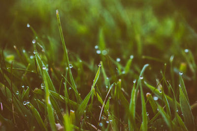 Close-up of dew drops on grass