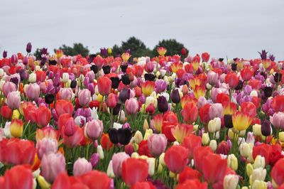 Close-up of multi colored tulips blooming on field against sky