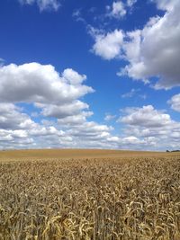 Crop fields on sunny day with blue sky and clouds