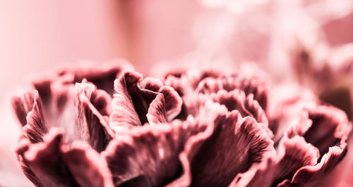 Close-up of pink flower