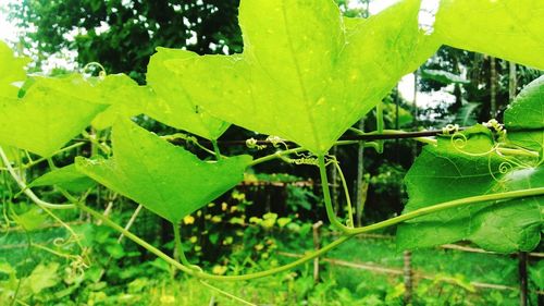 Close-up of green leaves on field