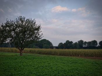 Scenic view of agricultural field against sky