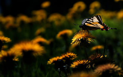 Close-up of butterfly pollinating on flower