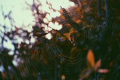 Close-up of spider web