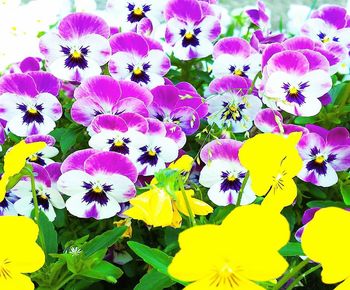 High angle view of purple flowering plants