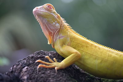 Close-up of lizard