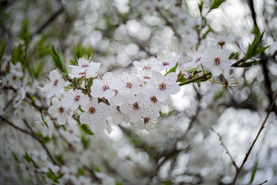 Close-up of cherry blossoms in spring