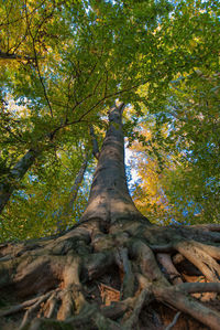 Low angle view of trees in forest