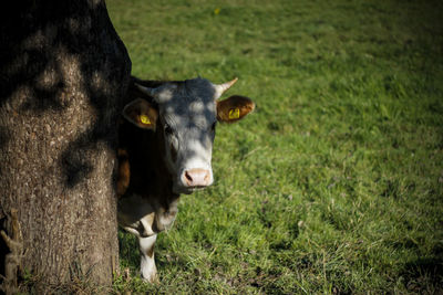 Portrait of cow standing on field