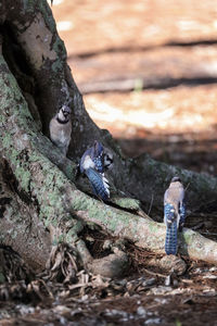 Close-up of birds on tree trunk