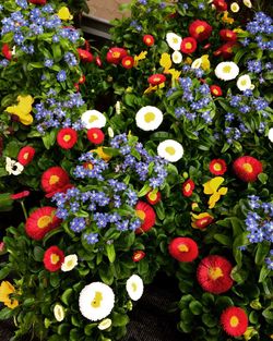 Close-up of multi colored flowers