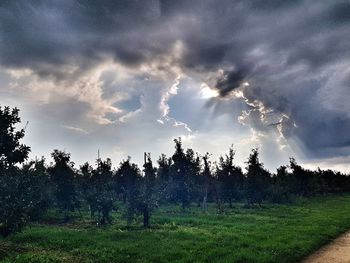 Panoramic view of trees on field against sky