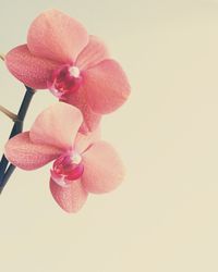 Close-up of pink flower