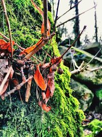 Close-up of plants growing on tree