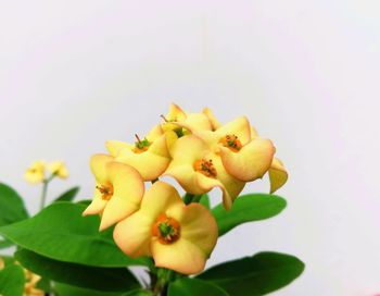 Close-up of yellow flower against white background