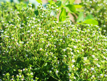 Full frame shot of plants growing on field