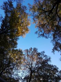 Low angle view of trees against sky