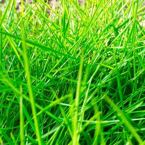 Full frame shot of fresh green grass in field