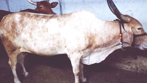 Cow standing in pen