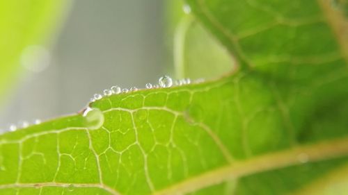 Close-up of spider on web