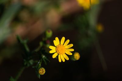 Close-up of yellow flowering plant