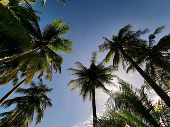 Low angle view of palm trees against clear sky