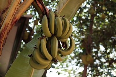 Low angle view of banana hanging on tree