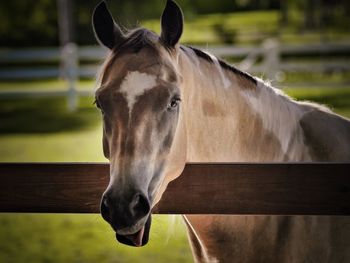 Close-up portrait of horse in ranch