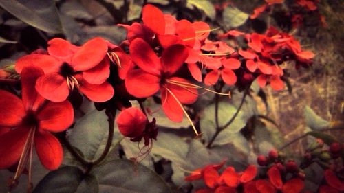 Close-up of red flower