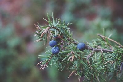 Close-up of berries on tree