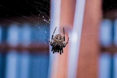 Spider on web