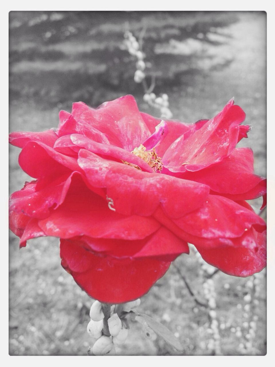 red, flower, transfer print, petal, focus on foreground, flower head, freshness, fragility, close-up, drop, auto post production filter, wet, water, beauty in nature, nature, blooming, rose - flower, single flower, growth, rain