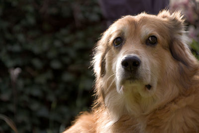 Close-up portrait of a dog