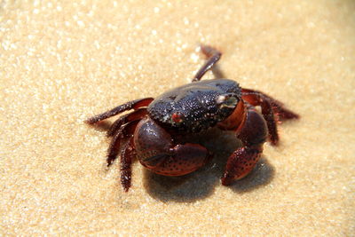 Close-up of wet crab at beach