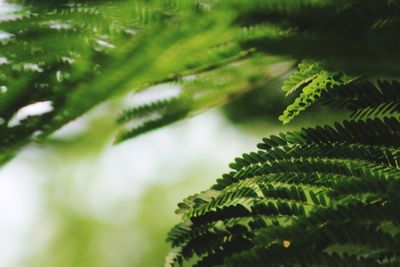 Low angle view of tree branch