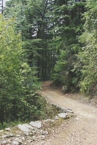 Trees growing in park