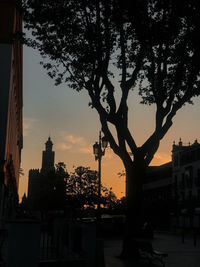 Silhouette of trees and buildings at sunset