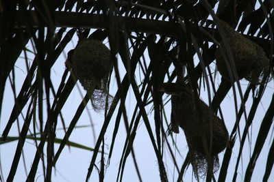 Low angle view of bird perching on tree