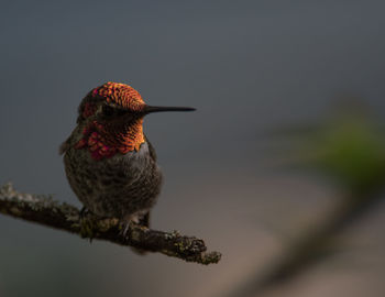 Close-up of bird perching outdoors