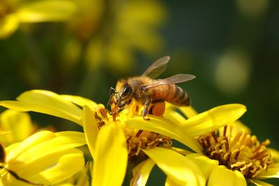 Close-up of bee pollinating on yellow flower