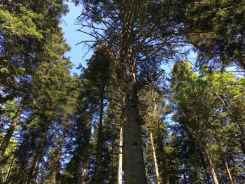 Low angle view of trees in forest