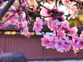 Close-up of pink cherry blossoms in spring