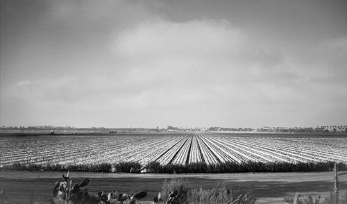 Panoramic view of agricultural field against sky