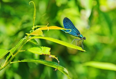 Close-up of butterfly on leaf