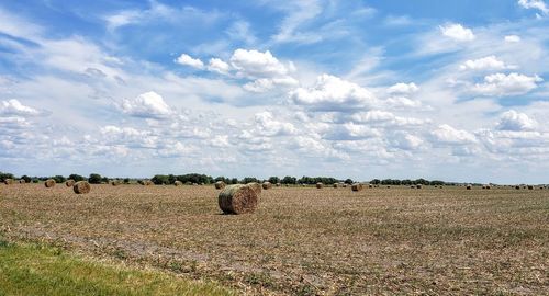 Hay bales in field