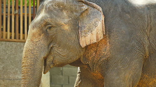 Close-up of elephant in zoo